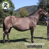 Pecaminosa 249958